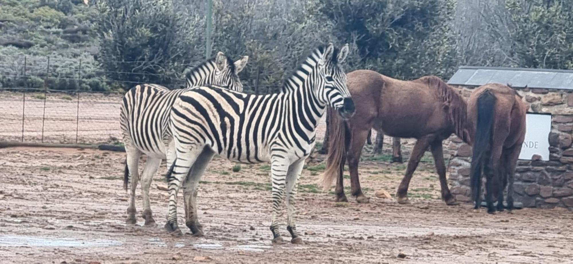 Rooilande Guest Farm Διαμέρισμα Laingsburg Εξωτερικό φωτογραφία